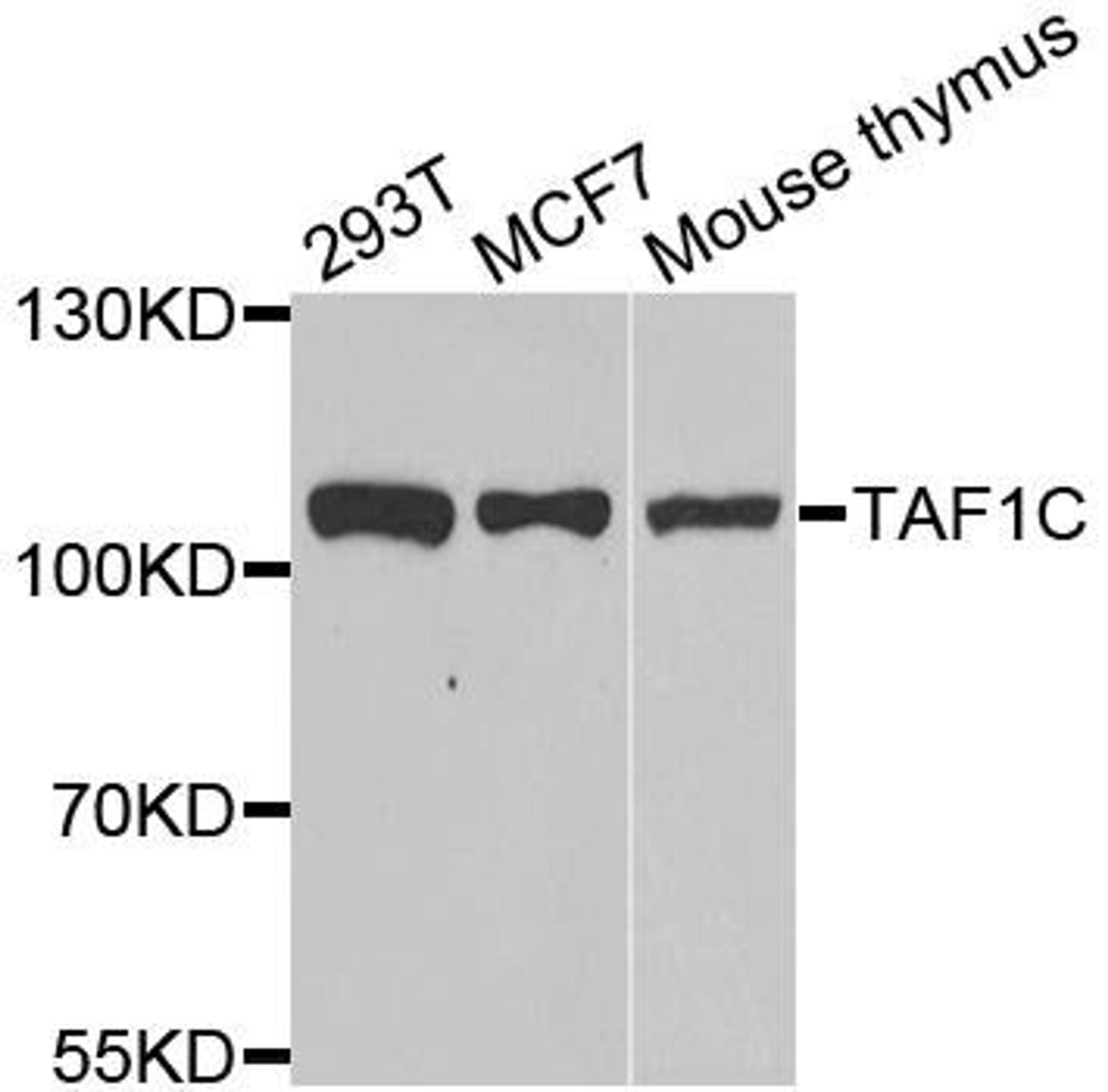 Western blot analysis of extracts of various cell lines using TAF1C antibody