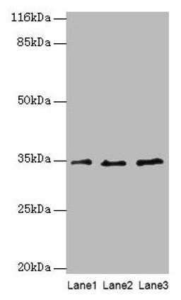 Western blot. All lanes: AZGP1 antibody at 4µg/ml. Lane 1: PC-3 whole cell lysate. Lane 2: HepG2 whole cell lysate. Lane 3: K562 whole cell lysate. Secondary. Goat polyclonal to rabbit IgG at 1/10000 dilution. Predicted band size: 35 kDa. Observed band size: 35 kDa
