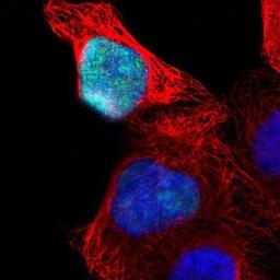 Immunocytochemistry/Immunofluorescence: OVOL1 Antibody [NBP1-89469] - Staining of human cell line A-431 shows positivity in nuclei.