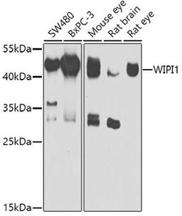 Western blot - WIPI1 antibody (A7528)