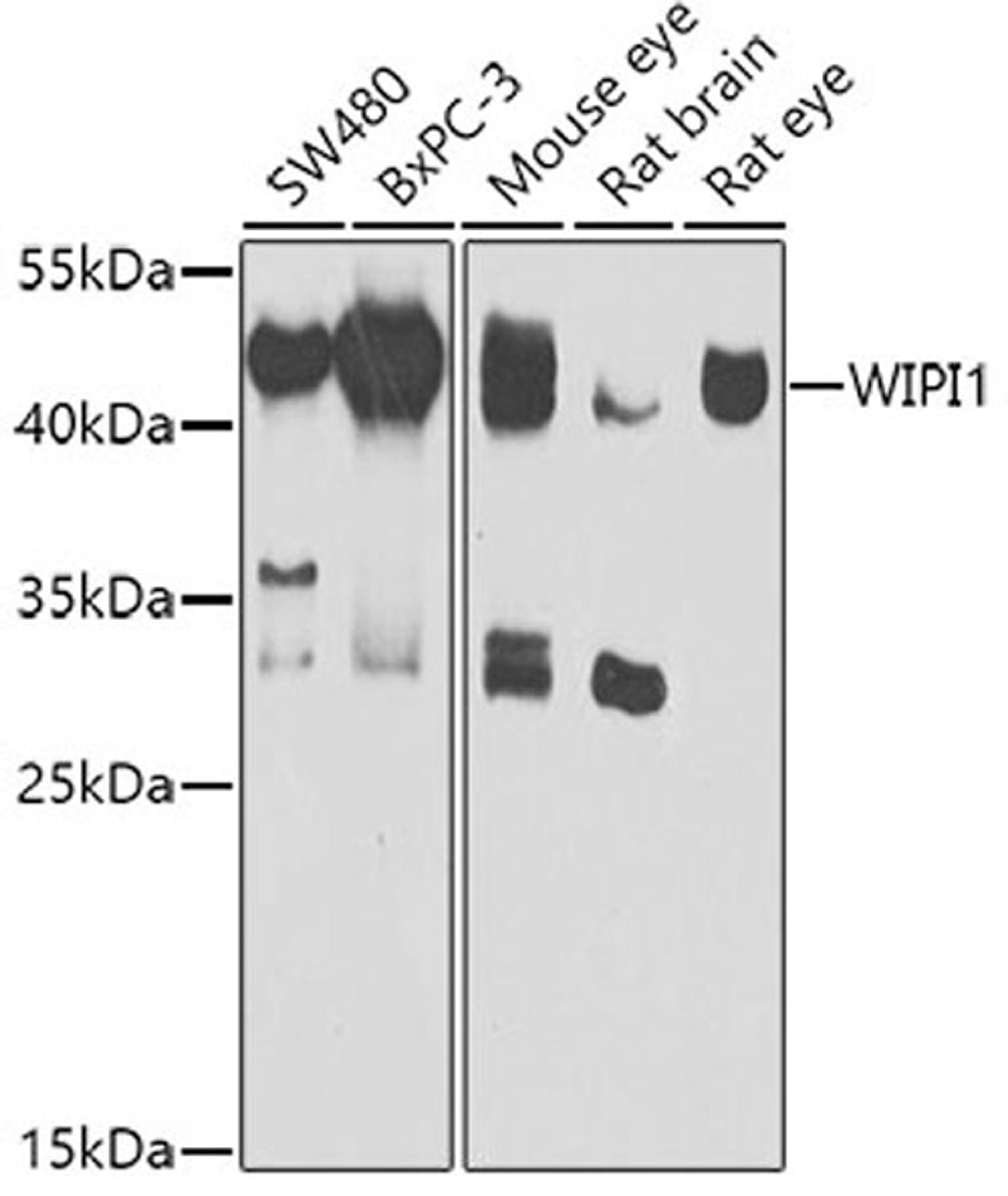 Western blot - WIPI1 antibody (A7528)