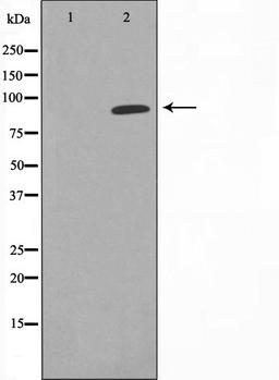 Western blot analysis of COLO cell lysate using CDK11 antibody