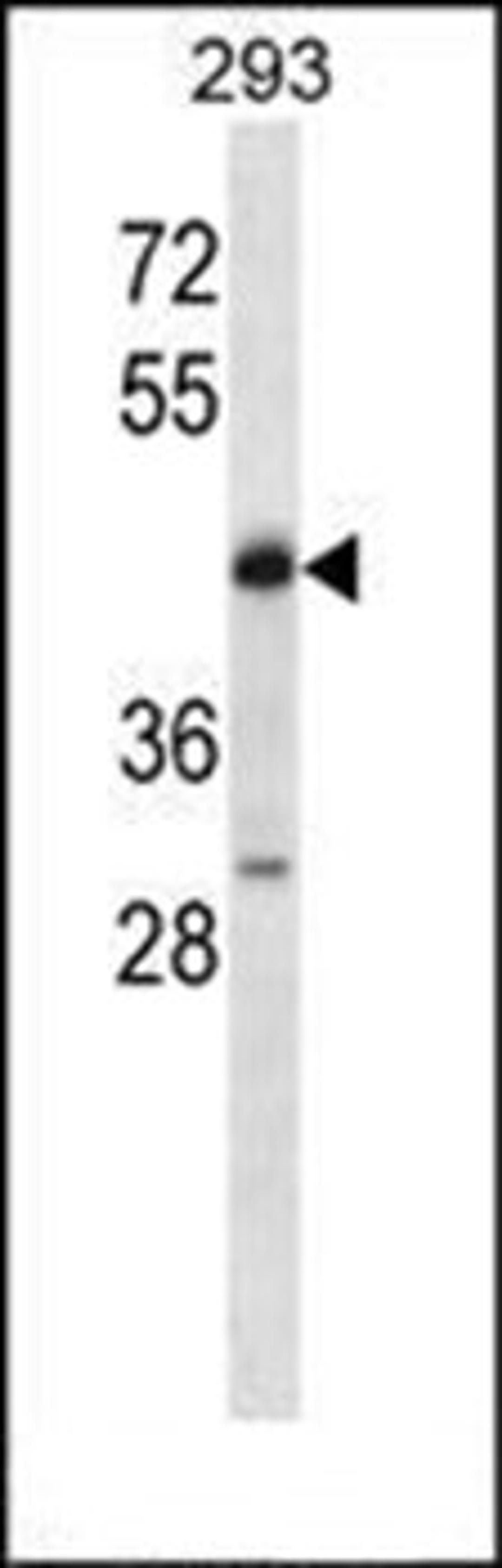 Western blot analysis of 293 cell line lysates (35ug/lane) using POU4F2 antibody (C-term)