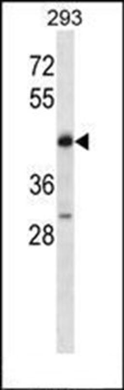 Western blot analysis of 293 cell line lysates (35ug/lane) using POU4F2 antibody (C-term)