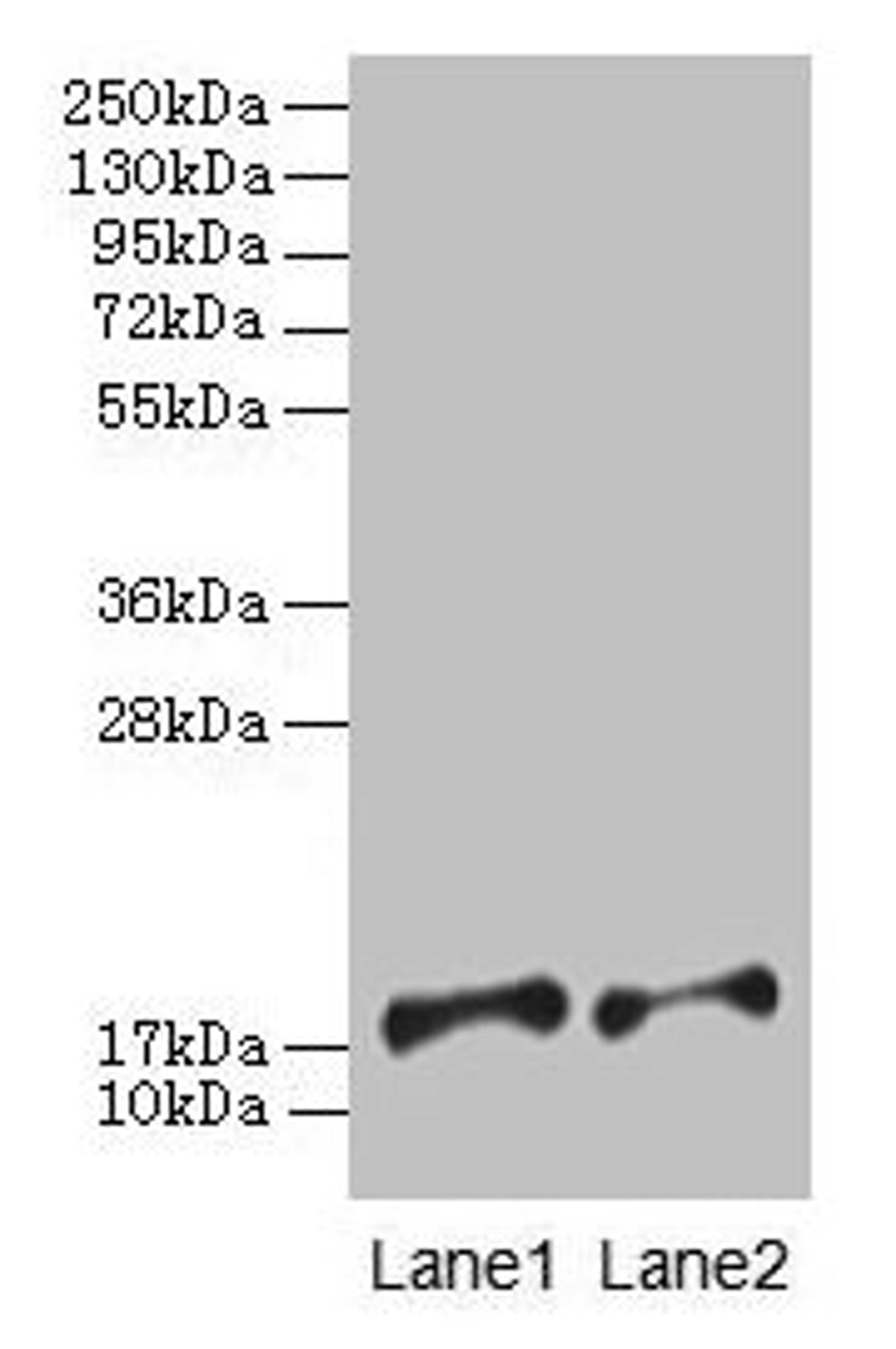 Western blot. All lanes: PFDN5 antibody at 2µg/ml. Lane 1: EC109 whole cell lysate. Lane 2: 293T whole cell lysate. Secondary. Goat polyclonal to rabbit IgG at 1/15000 dilution. Predicted band size: 18, 8, 13 kDa. Observed band size: 18 kDa