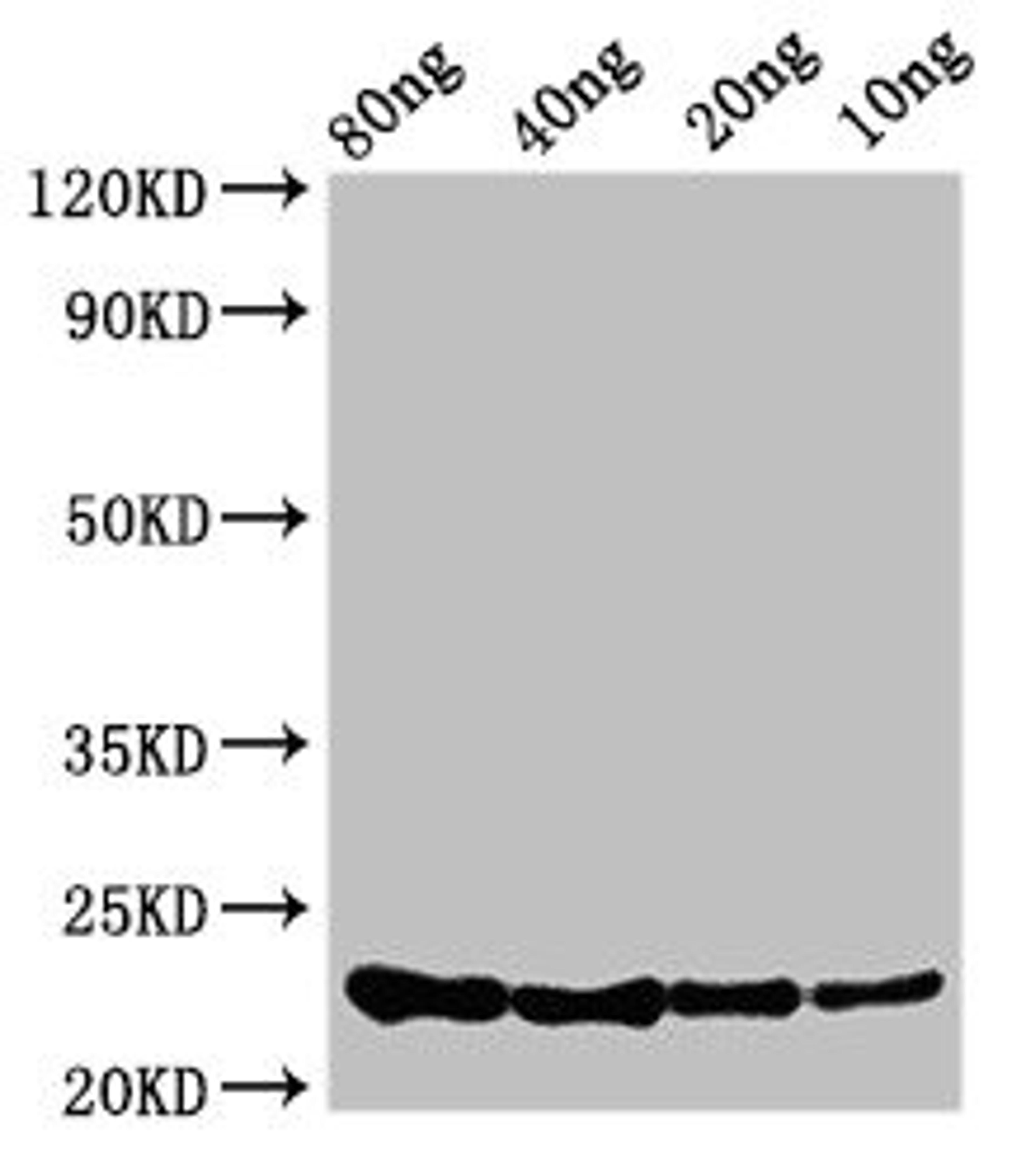 Western Blot. Positive WB detected in Recombinant protein. All lanes: csrA antibody at 3.4µg/ml. Secondary. Goat polyclonal to rabbit IgG at 1/50000 dilution. Predicted band size: 23 kDa. Observed band size: 23 kDa