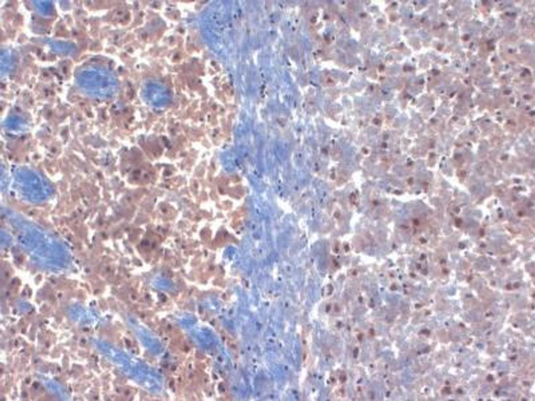 Immunohistochemistry-Frozen: Calsenilin Antibody (S66-38) [NBP1-48055] - Calsenilin Antibody (S66-38) frozen sections of mouse brain extract using this antibody.