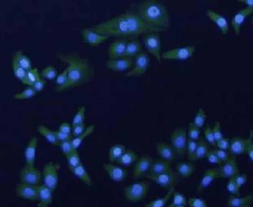 Immunofluorescence analysis of SKOV-3 cells (green) using ErbB2 antibody