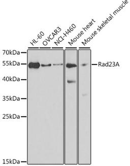 Western blot - Rad23A antibody (A3188)