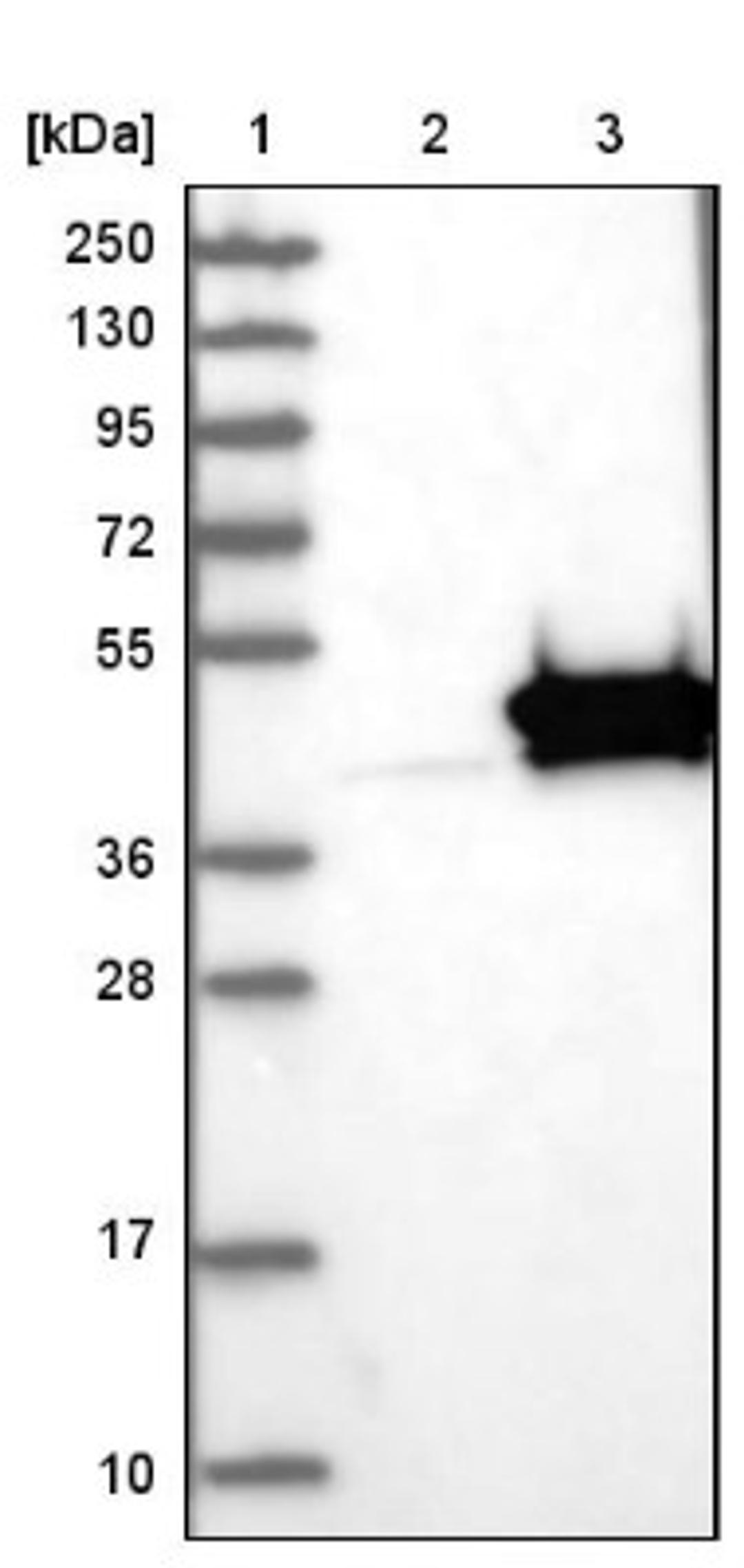 Western Blot: CIAO1 Antibody [NBP1-84474] - Lane 1: Marker [kDa] 250, 130, 95, 72, 55, 36, 28, 17, 10<br/>Lane 2: Negative control (vector only transfected HEK293T lysate)<br/>Lane 3: Over-expression lysate (Co-expressed with a C-terminal myc-DDK tag (~3.1 kDa) in mammalian HEK293T cells, LY417739)