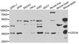 Western blot analysis of extracts of various cell lines using CDC34 antibody