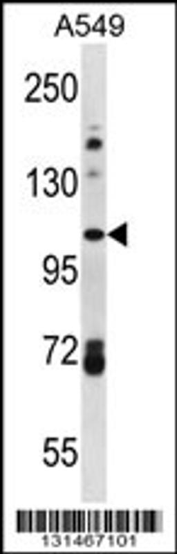 Western blot analysis in A549 cell line lysates (35ug/lane).