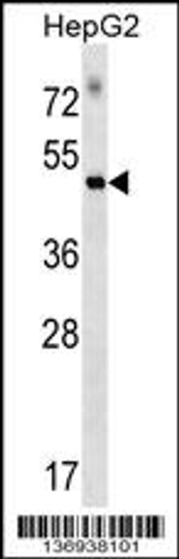 Western blot analysis in HepG2 cell line lysates (35ug/lane).