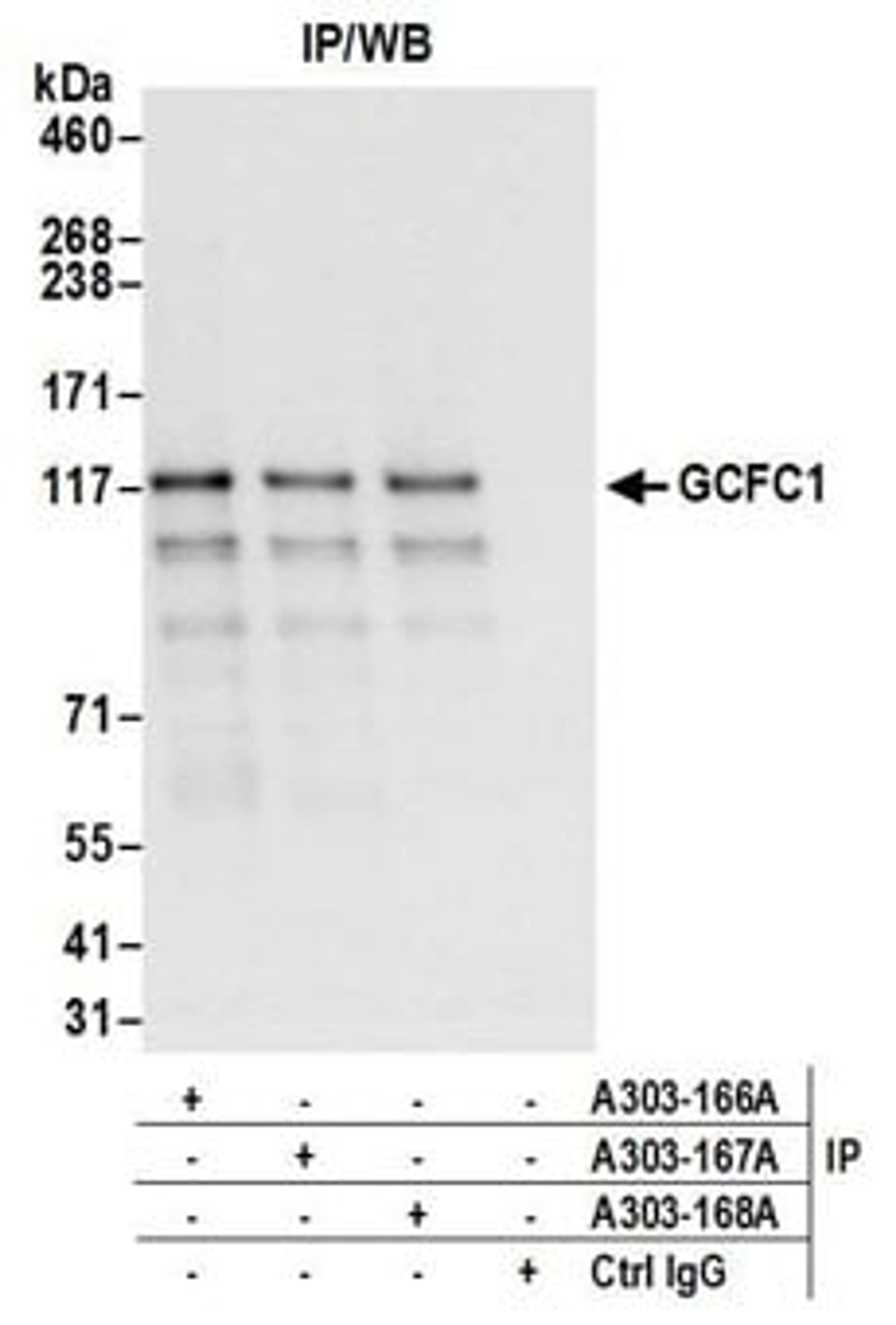 Detection of human GCFC1 by western blot of immunoprecipitates.