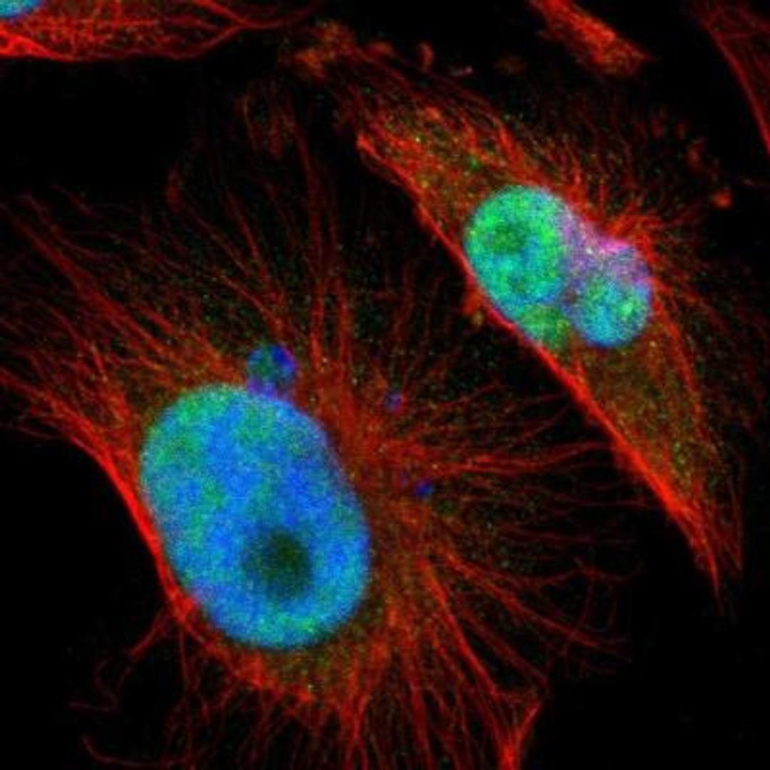 Immunocytochemistry/Immunofluorescence: MafB Antibody [NBP1-81342] -  Staining of human cell line U-251MG shows positivity in nucleus.