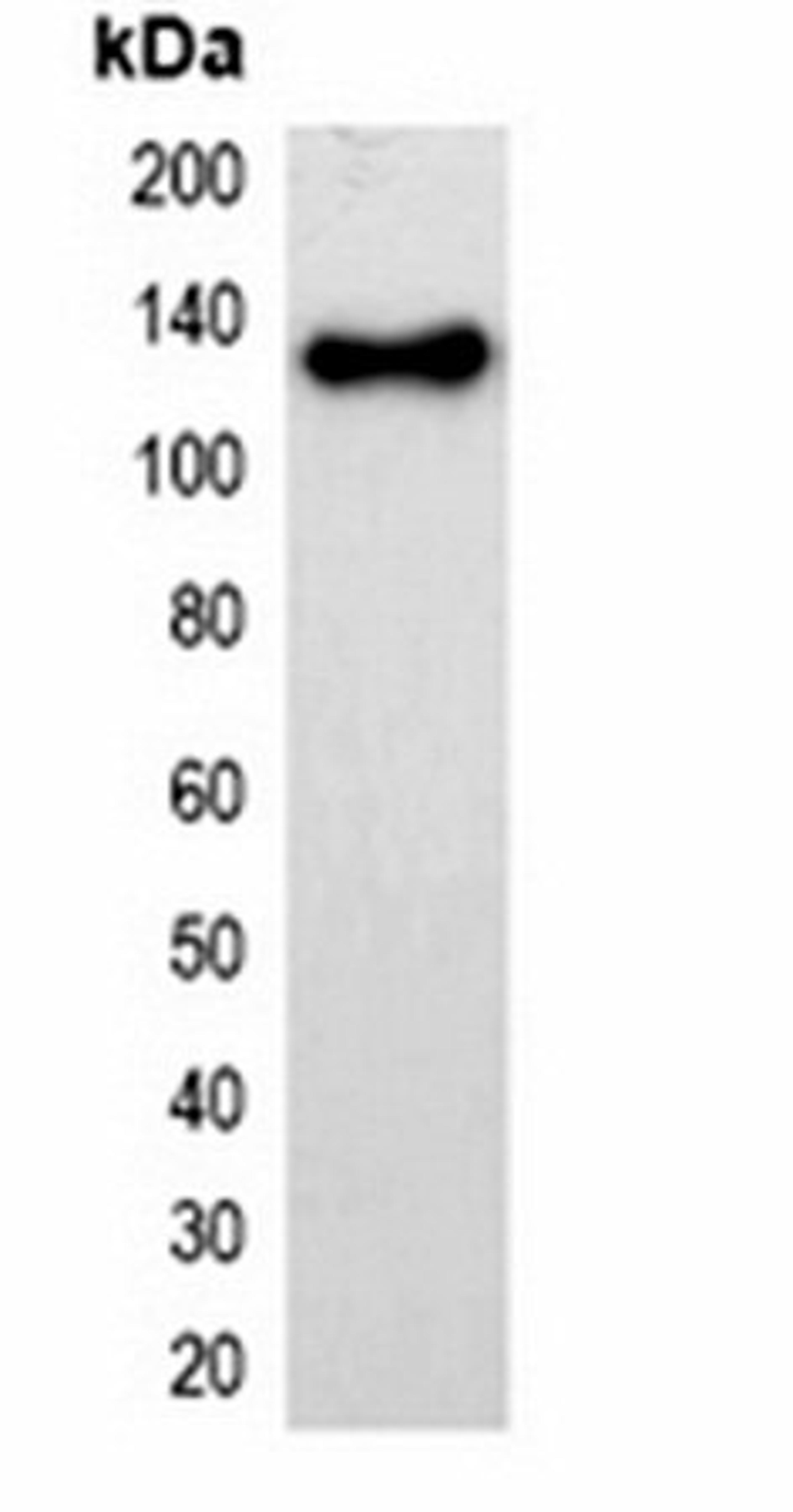 Western blot analysis of 293T cell lysate using mOrange-tag antibody