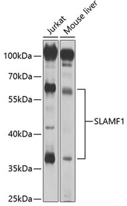 Western blot - SLAMF1 antibody (A2044)