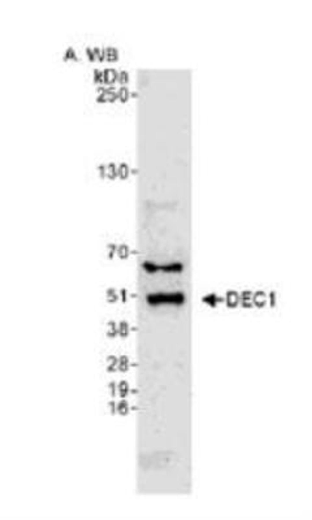 Western Blot: DEC1 Antibody [NB100-1800] - Western blot analysis of DEC1 in HeLa whole cell lysate.