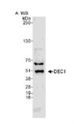 Western Blot: DEC1 Antibody [NB100-1800] - Western blot analysis of DEC1 in HeLa whole cell lysate.