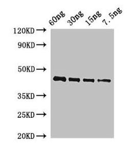 Western Blot. Positive WB detected in Recombinant protein. All lanes: OSM34 antibody at 2ug/ml. Secondary. Goat polyclonal to rabbit IgG at 1/50000 dilution. predicted band size: 44 kDa. observed band size: 44 kDa.