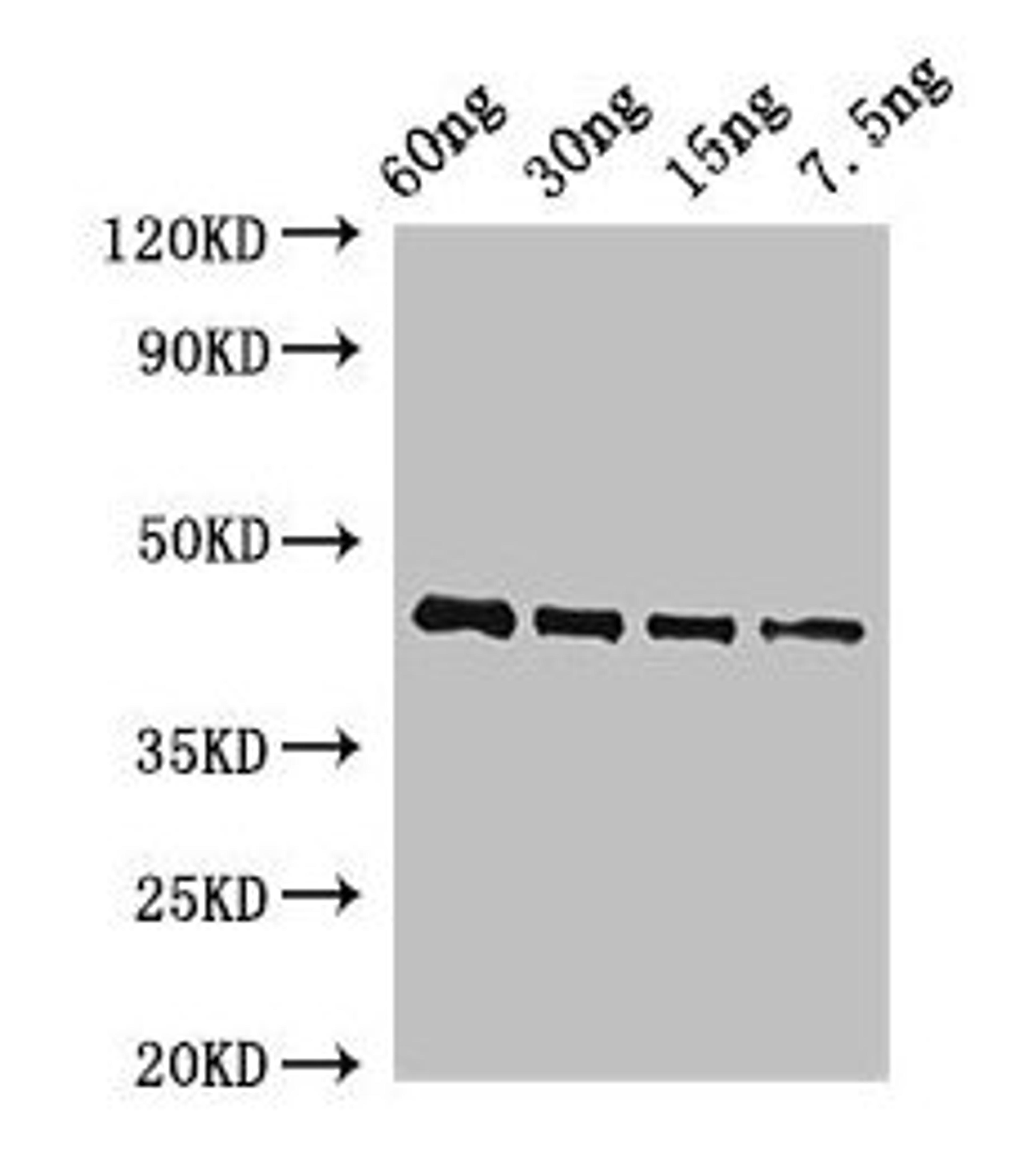 Western Blot. Positive WB detected in Recombinant protein. All lanes: OSM34 antibody at 2ug/ml. Secondary. Goat polyclonal to rabbit IgG at 1/50000 dilution. predicted band size: 44 kDa. observed band size: 44 kDa.