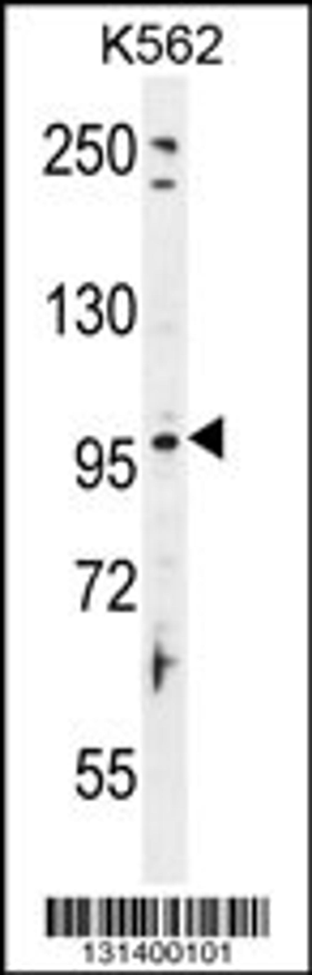 Western blot analysis in K562 cell line lysates (35ug/lane).