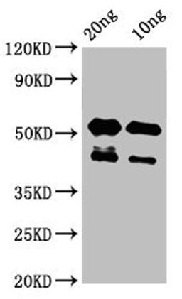 Western Blot. Positive WB detected in Recombinant protein. All lanes: lats2 antibody at 3µg/ml. Secondary. Goat polyclonal to rabbit IgG at 1/50000 dilution. Predicted band size: 43 kDa. Observed band size: 43, 53 kDa
