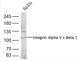 Western blot analysis of Mouse Sp2/O Lysate using Integrin alpha 5 beta 1 antibody