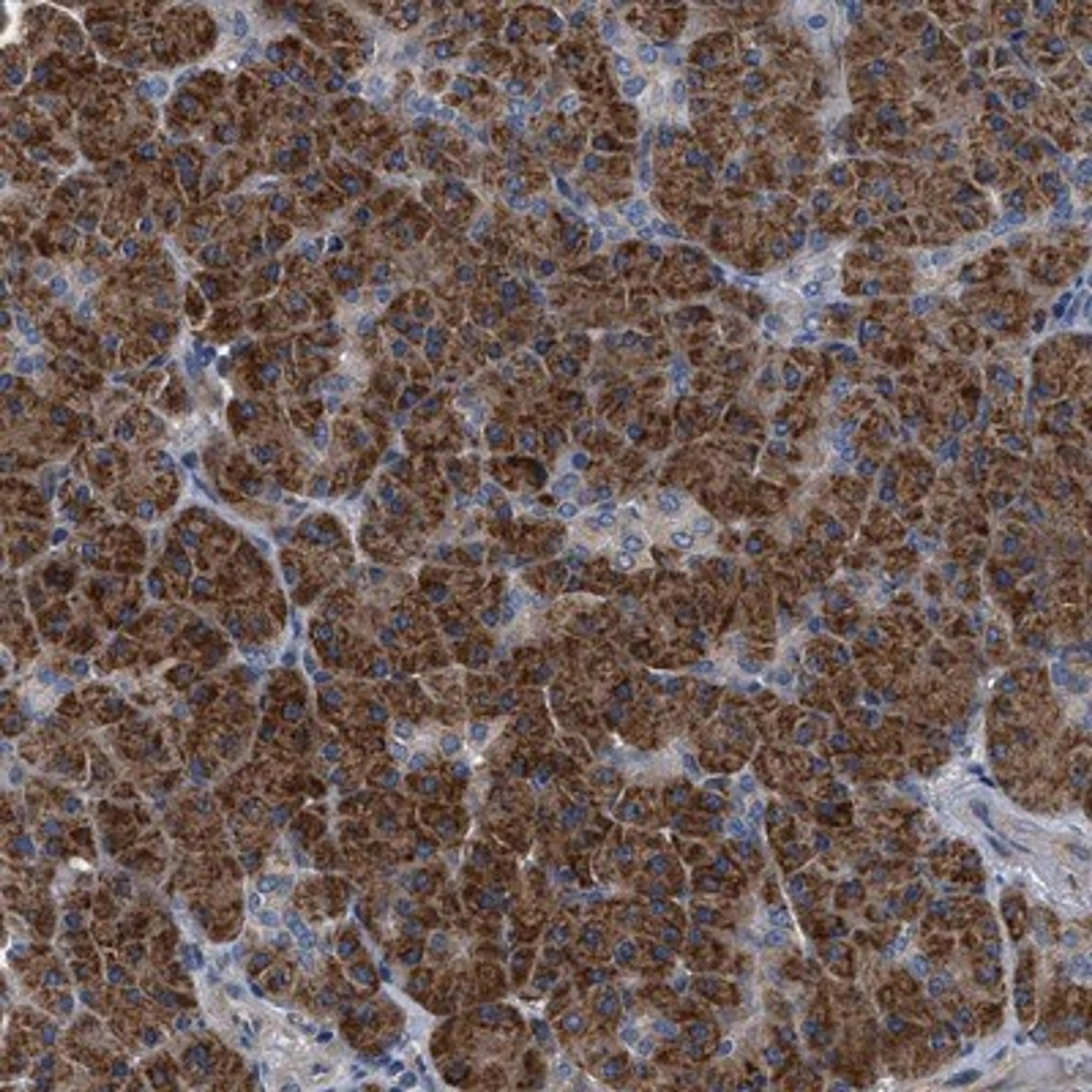 Immunohistochemistry-Paraffin: TEX2 Antibody [NBP1-83156] - Staining of human pancreas shows strong cytoplasmic positivity in exocrine cells.