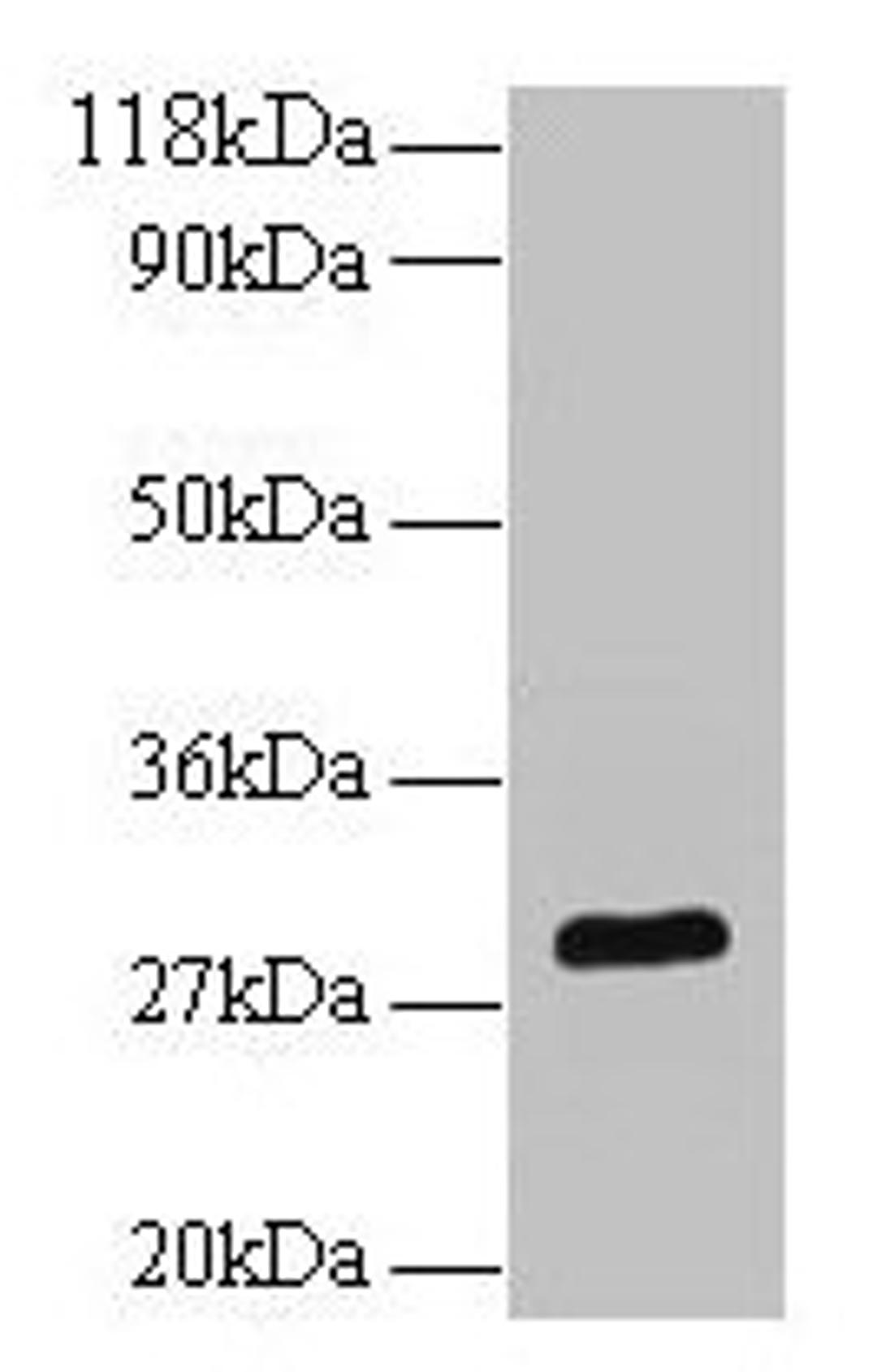 Western blot. All lanes: Bdnf antibody at 2µg/ml + U251 whole cell lysate. Secondary. Goat polyclonal to rabbit IgG at 1/10000 dilution. Predicted band size: 29 kDa. Observed band size: 29 kDa