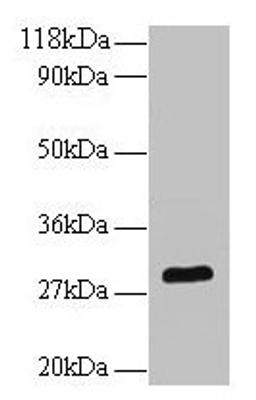 Western blot. All lanes: Bdnf antibody at 2µg/ml + U251 whole cell lysate. Secondary. Goat polyclonal to rabbit IgG at 1/10000 dilution. Predicted band size: 29 kDa. Observed band size: 29 kDa