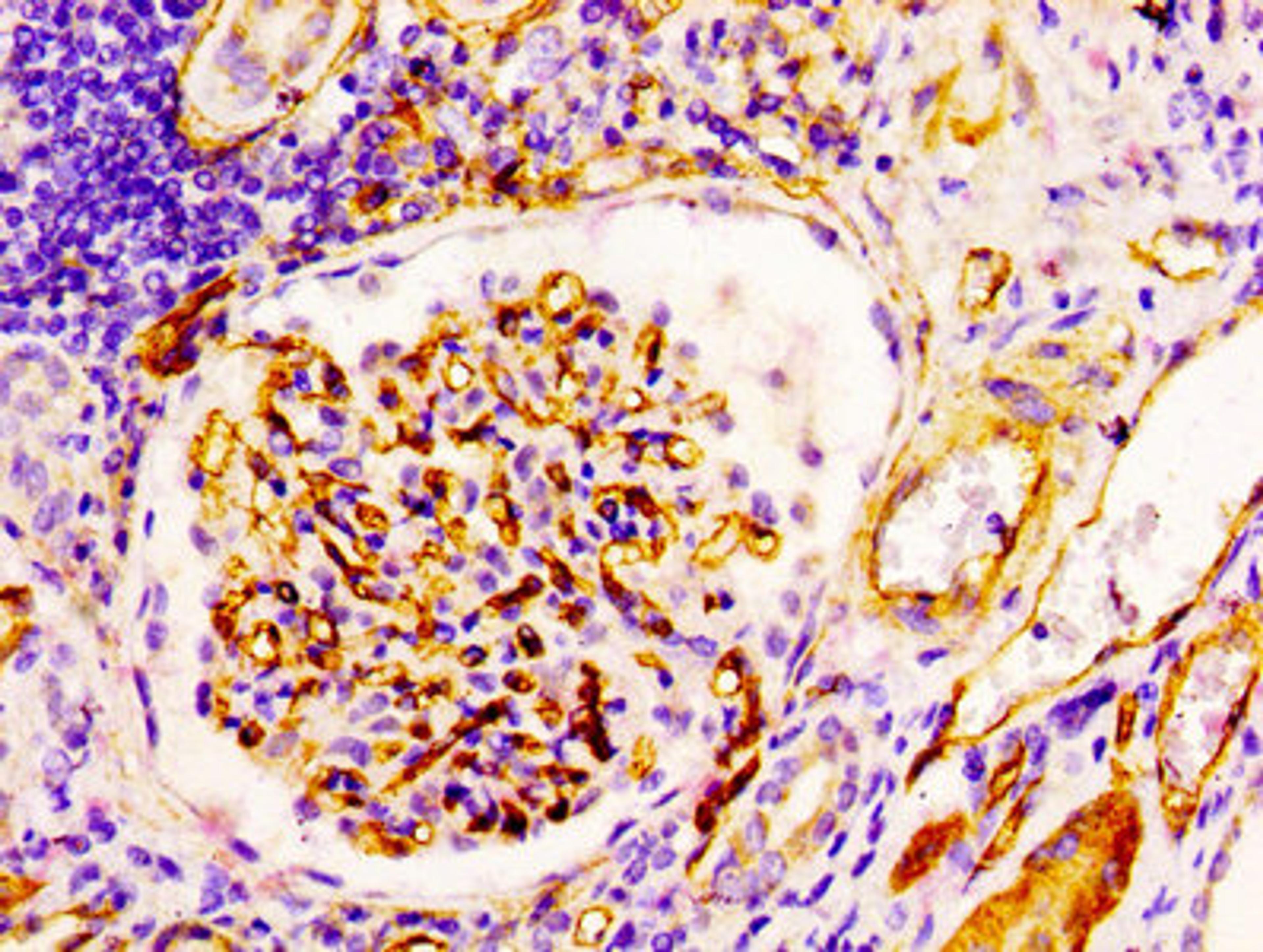 IHC image of CSB-RA004926A0HU diluted at 1:100 and staining in paraffin-embedded human kidney tissue performed on a Leica BondTM system. After dewaxing and hydration, antigen retrieval was mediated by high pressure in a citrate buffer (pH 6.0). Section was blocked with 10% normal goat serum 30min at RT. Then primary antibody (1% BSA) was incubated at 4℃ overnight. The primary is detected by a biotinylated secondary antibody and visualized using an HRP conjugated SP system.