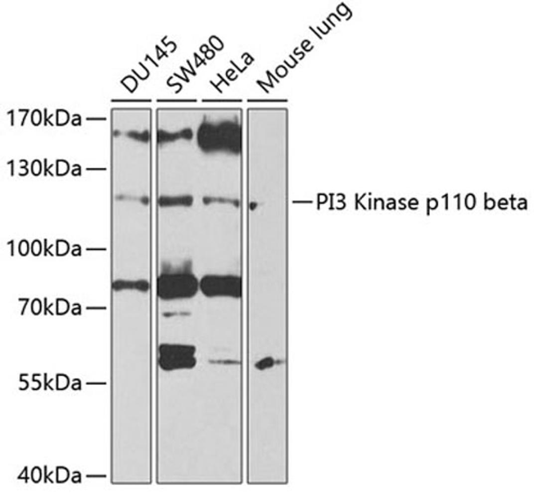 Western blot - PI3 Kinase p110 beta antibody (A0982)