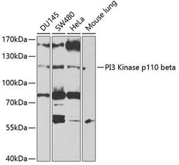 Western blot - PI3 Kinase p110 beta antibody (A0982)