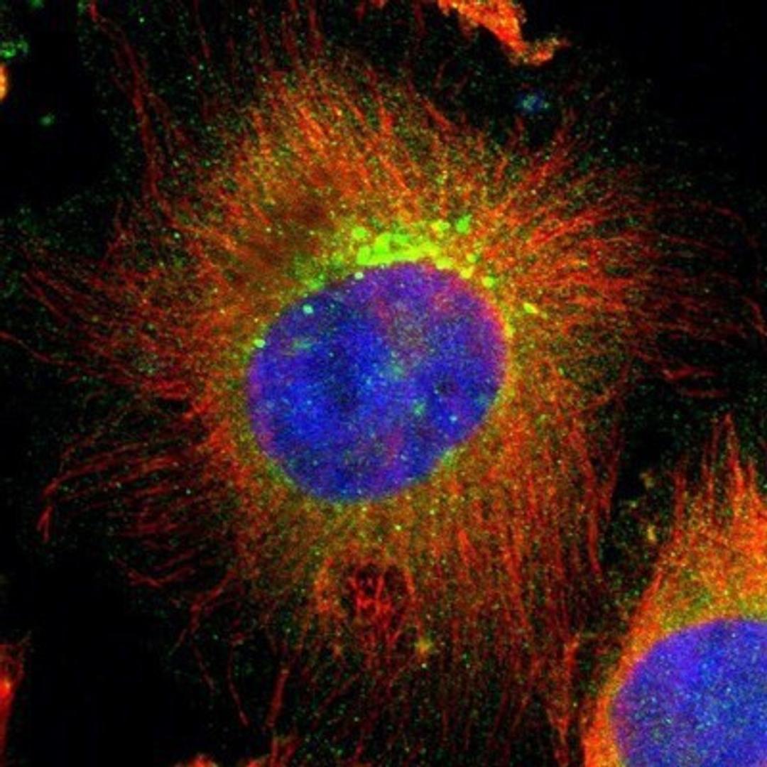 Immunocytochemistry/Immunofluorescence: UBAC1 Antibody [NBP1-81842] - Staining of human cell line U-251MG shows positivity in plasma membrane, cytoplasm & golgi apparatus.