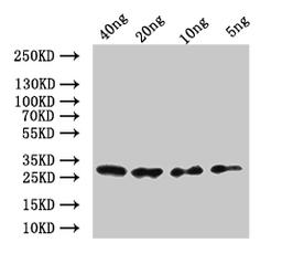 Western Blot. Positive WB detected in: recombinant protein. All lanes:mes-2 Antibody at 1:1000. Secondary. Goat polyclonal to rabbit IgG at 1/50000 dilution. Predicted band size: 30.6 kDa. Observed band size: 32 kDa. 