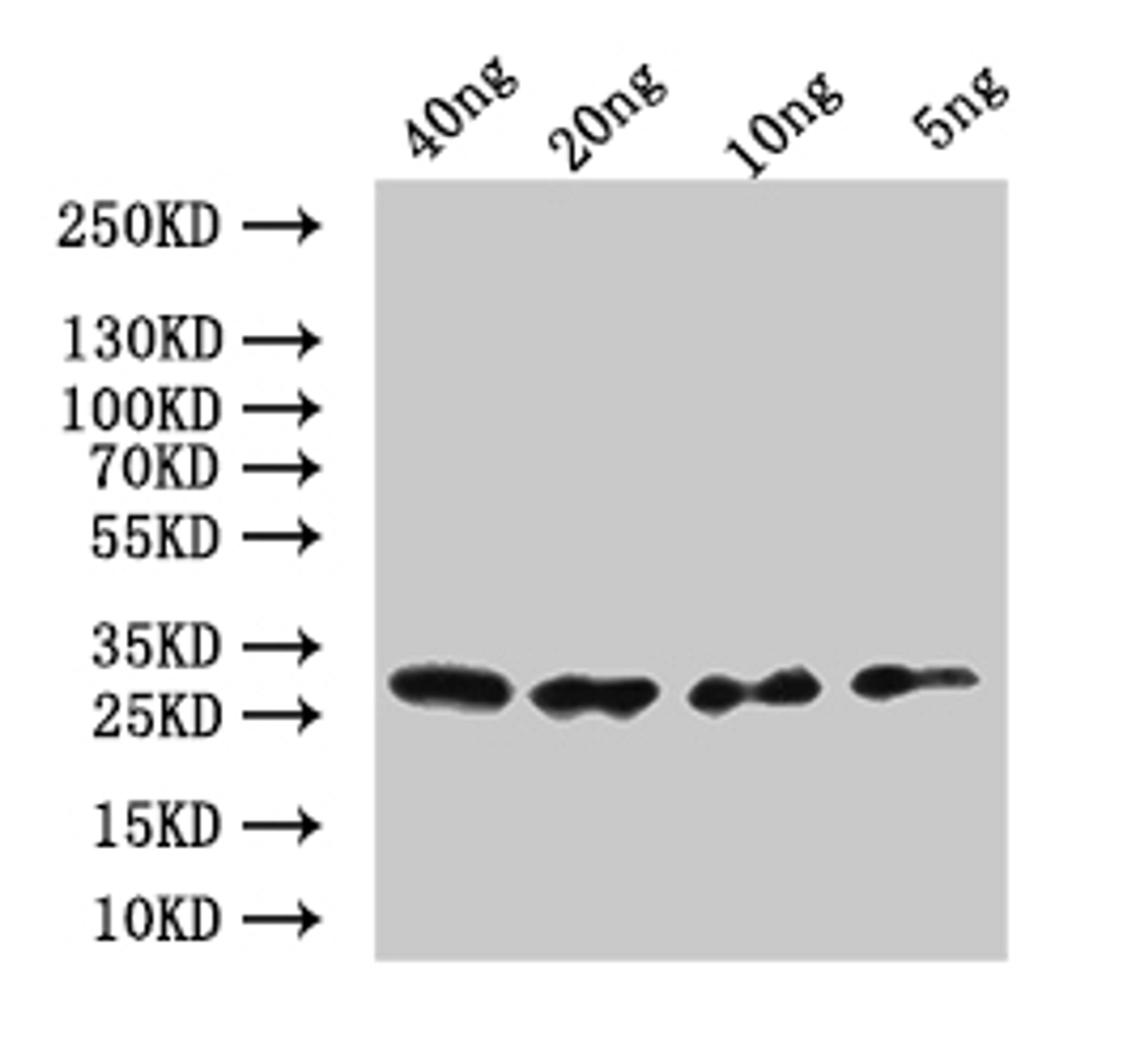 Western Blot. Positive WB detected in: recombinant protein. All lanes:mes-2 Antibody at 1:1000. Secondary. Goat polyclonal to rabbit IgG at 1/50000 dilution. Predicted band size: 30.6 kDa. Observed band size: 32 kDa. 