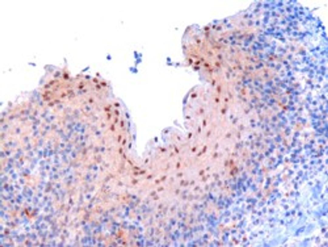 46-265 (3ug/ml) staining of paraffin embedded Human Tonsil. Microwaved antigen retrieval with Tris/EDTA buffer Ph9, HRP-staining.