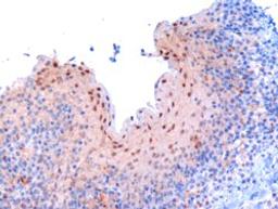 46-265 (3ug/ml) staining of paraffin embedded Human Tonsil. Microwaved antigen retrieval with Tris/EDTA buffer Ph9, HRP-staining.