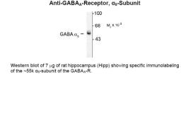 Western blot of 7 µg of rat hippocampus (Hipp) showing specific immunolabeling of the ~55k alpha5-subunit of the GABAA receptor.