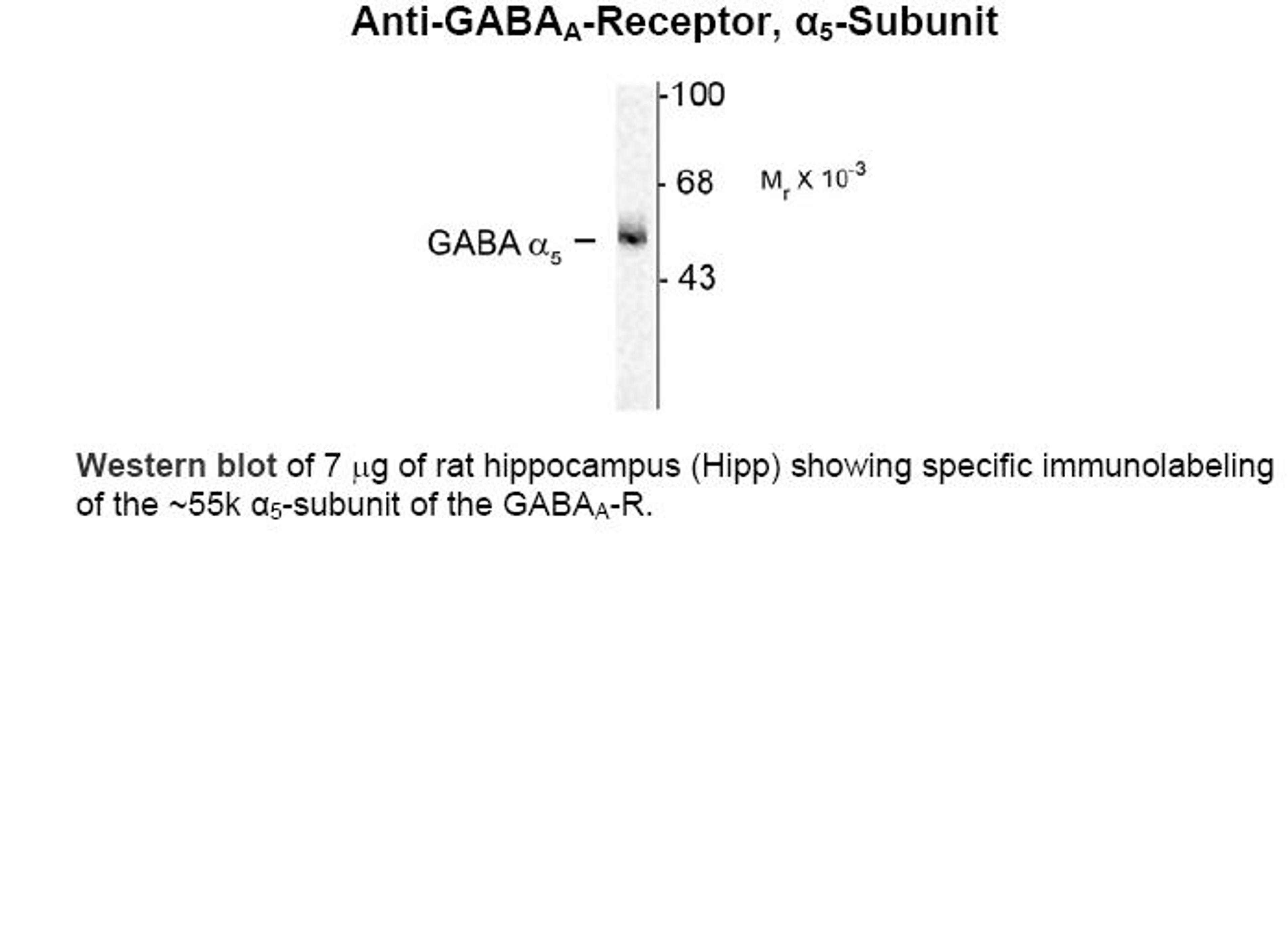 Western blot of 7 µg of rat hippocampus (Hipp) showing specific immunolabeling of the ~55k alpha5-subunit of the GABAA receptor.