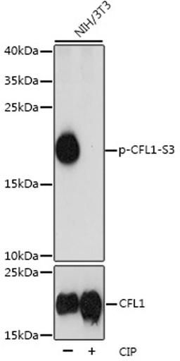 Western blot - Phospho-CFL1-S3 pAb (AP0178)