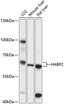 Western blot - HABP2 antibody (A14565)