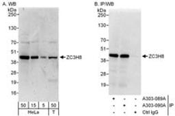 Detection of human ZC3H8 by western blot and immunoprecipitation.