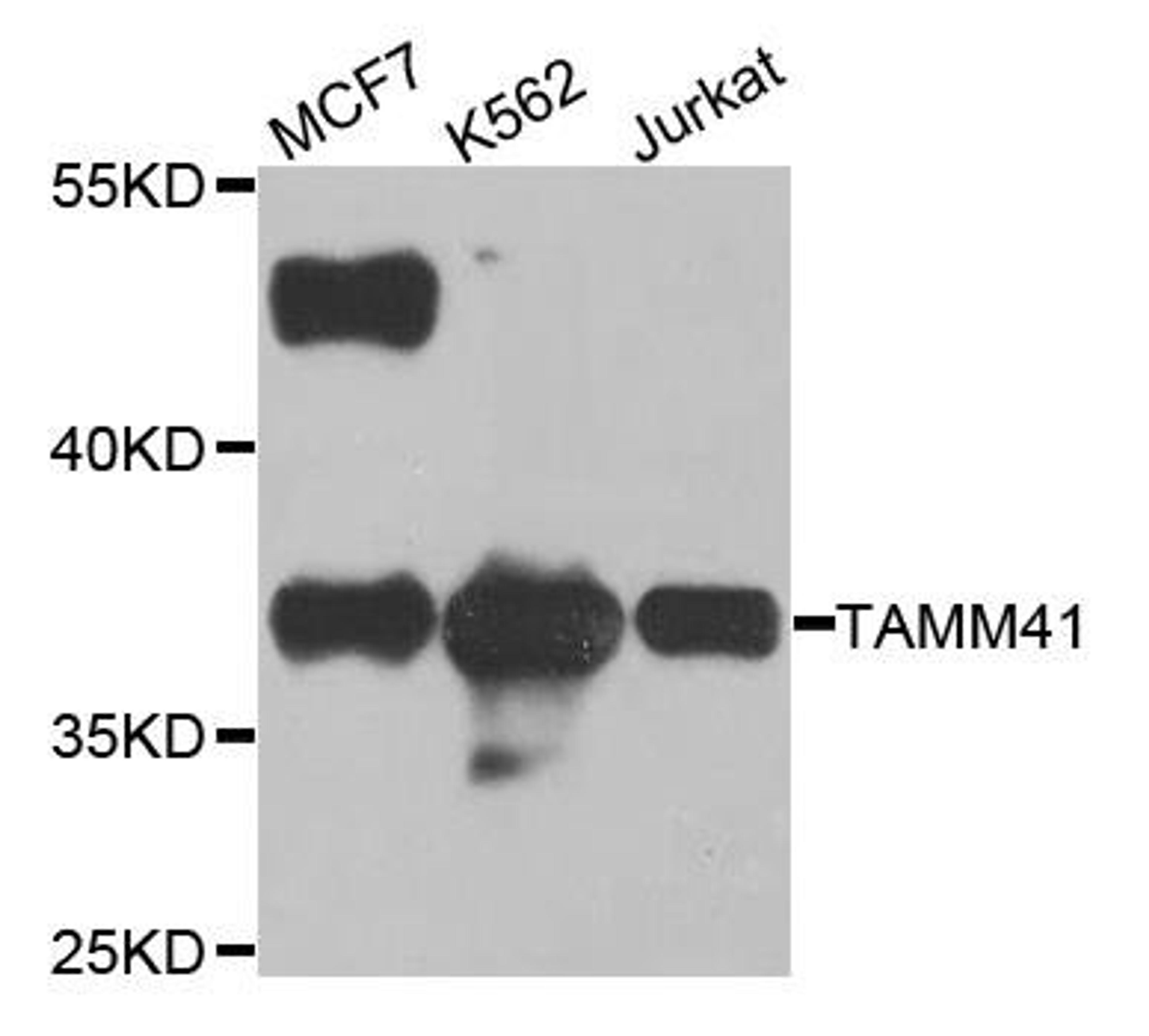 Western blot analysis of extracts of various cell lines using TAMM41 antibody