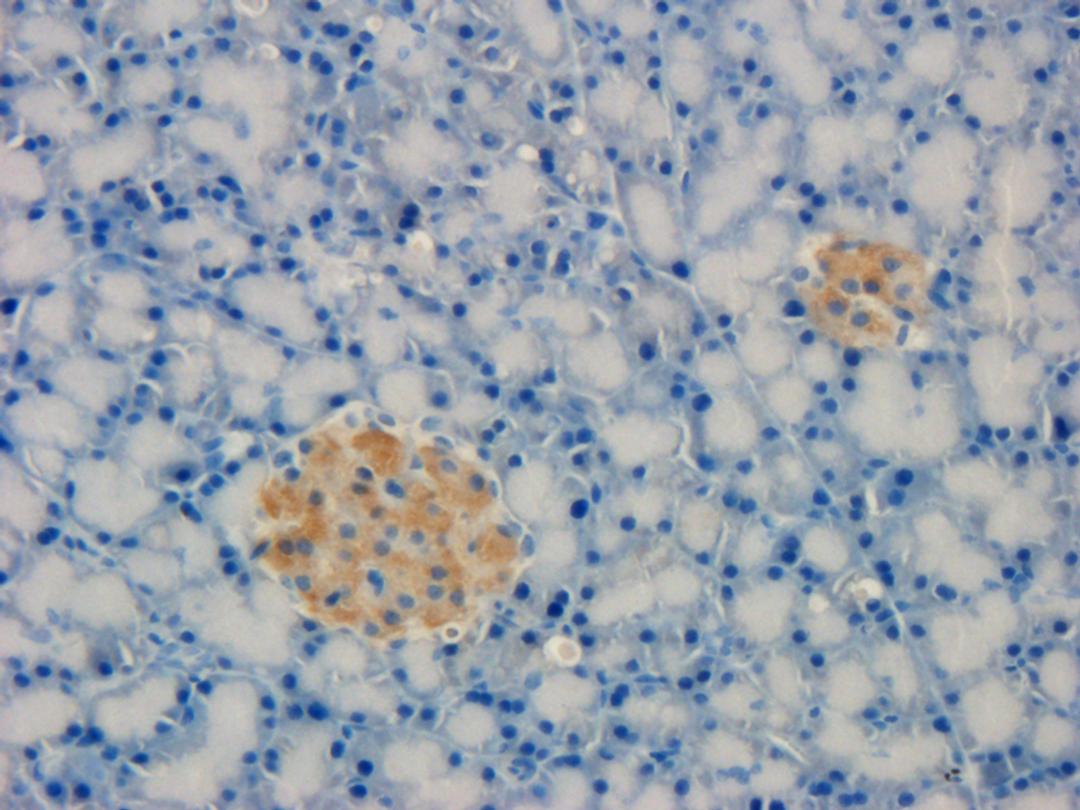 IHC-P image of rat pancreas tissue using anti-TREM2 (2.5 ug/ml)