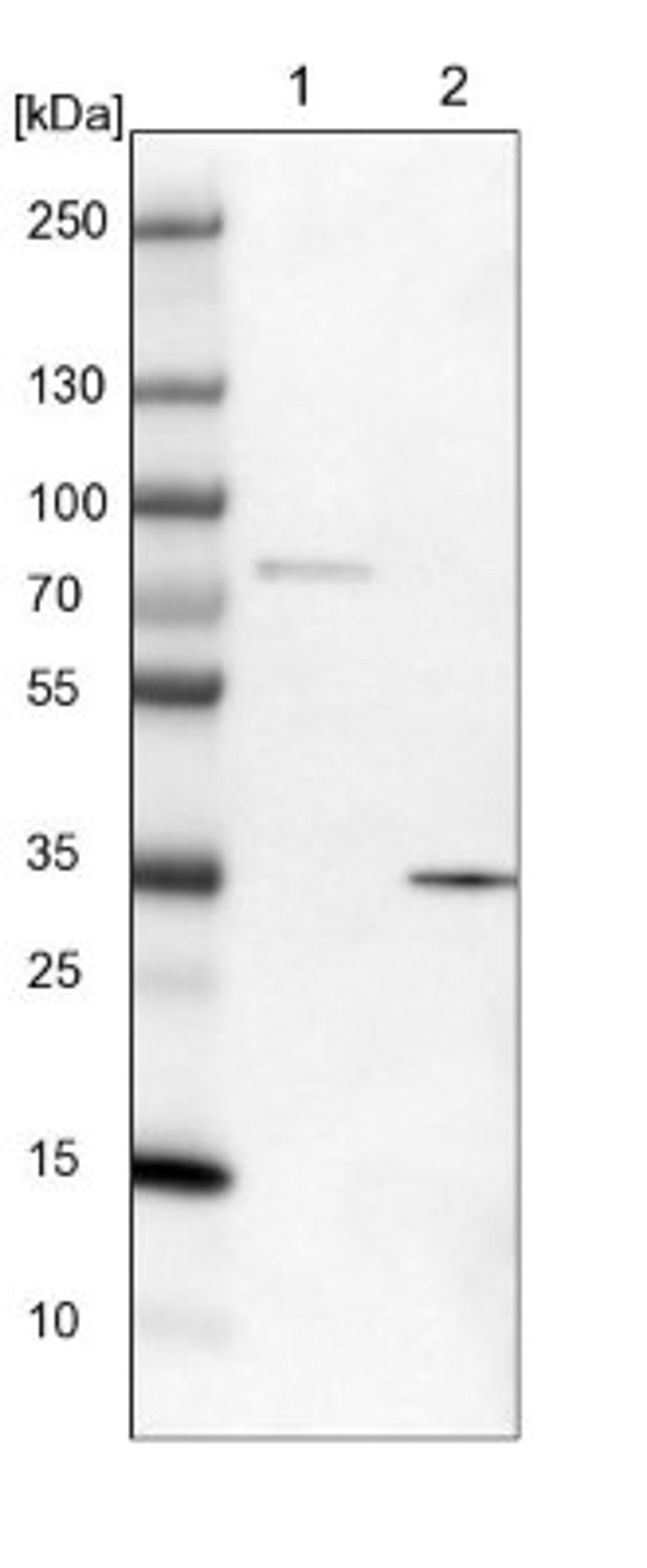 Western Blot: DHRS7 Antibody [NBP1-80842] - Lane 1: NIH-3T3 cell lysate (Mouse embryonic fibroblast cells)<br/>Lane 2: NBT-II cell lysate (Rat Wistar bladder tumour cells)