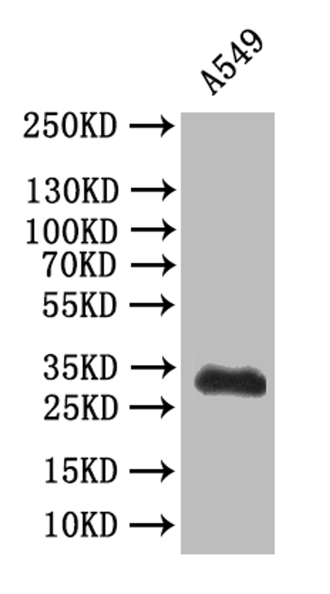 Western Blot. Positive WB detected in: A549 whole cell lysatee. All lanes: SYP antibody at 1:500. Secondary. Goat polyclonal to mouse IgG at 1/50000 dilution. Predicted band size: 34 kDa. Observed band size: 34 kDa.