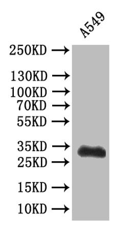 Western Blot. Positive WB detected in: A549 whole cell lysatee. All lanes: SYP antibody at 1:500. Secondary. Goat polyclonal to mouse IgG at 1/50000 dilution. Predicted band size: 34 kDa. Observed band size: 34 kDa.