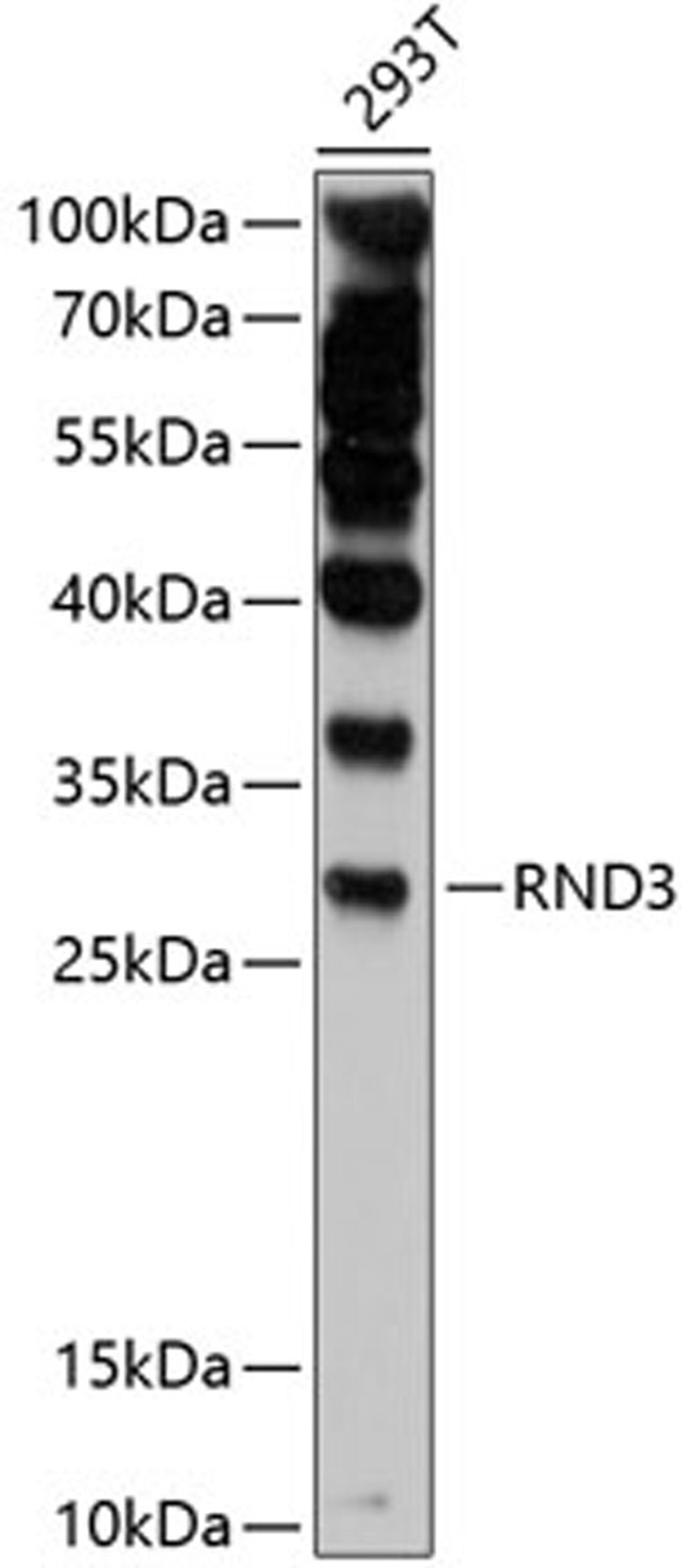 Western blot - RND3 antibody (A11637)